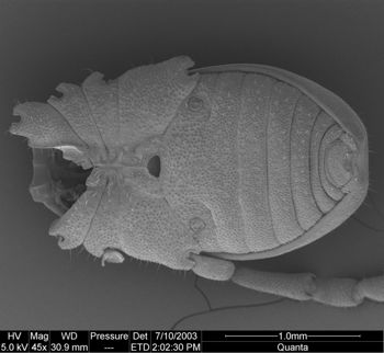 Media type: image; Invertebrate Zoology 134644